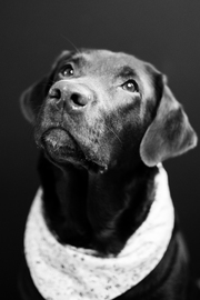 Portrait Hund