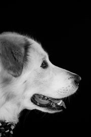 Portrait Hund