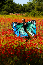 Mohnfeld Schmetterling