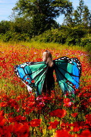 Mohnfeld Schmetterling